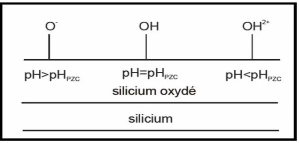 Figure I-13 : Représentation schématique de la théorie du site-binding [16]. 
