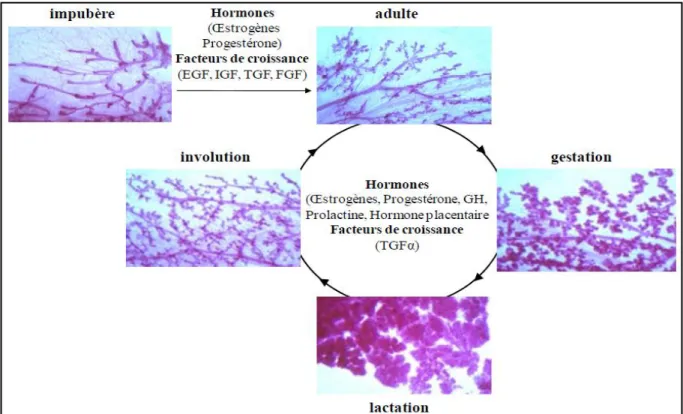 Figure 3. Développement de la glande mammaire. 