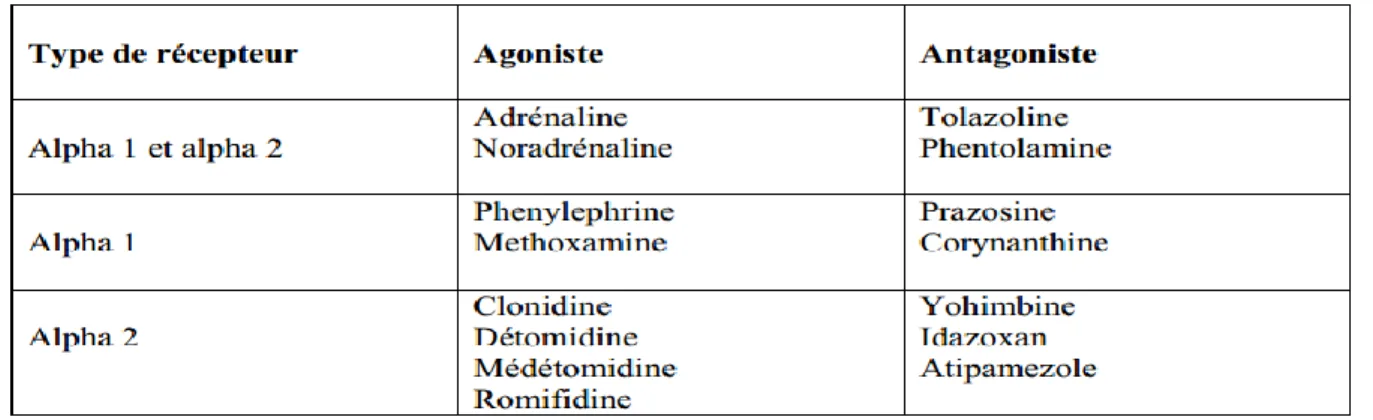 Table 5 : Quelques antagonistes et agonistes des récepteurs alpha (157) 