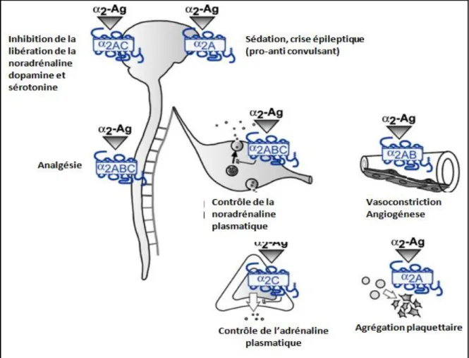 Figure 11. Vue d'ensemble des divers fonctions spécifiques des sous-typesα2-adrénergiques  dérivées de modèles de souris