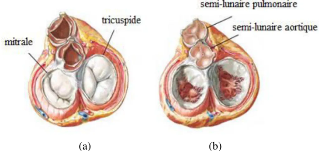Fig. I.4. Les valves intracardiaque : (a) systole, (b) diastole 