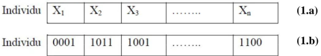 Figure 3.1 : Représentation d’un individu : codage réel (1.a), codage binaire (1.b) (1.a) 