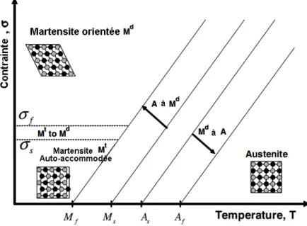 Figure I.1. Diagramme d’état d’un AMF. [16] 