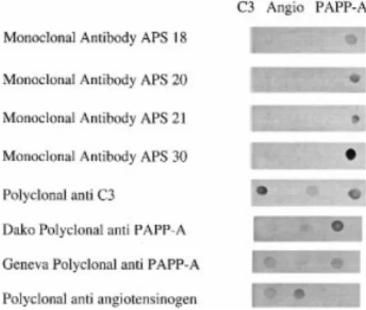 Figure 2. Dot blots. C3 5 human C3 (Calbiochem, La Jolla, CA, USA, 1 µg); Angio 5 human angiotensinogen (Calbiochem, 1.25 µg); PAPP-A 5 purified PAPP-A-1, 3.2 µg