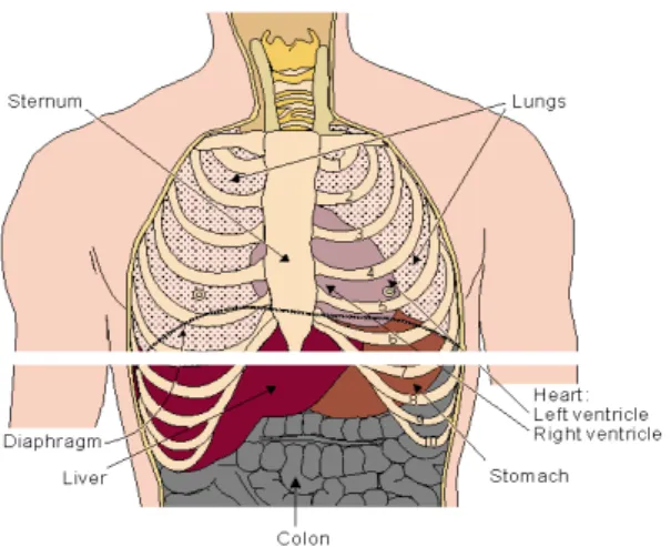 Figure 1.1 Location of the heart in the thorax. It is bounded by the diaphragm, lungs,  esophagus, descending aorta, and sternum