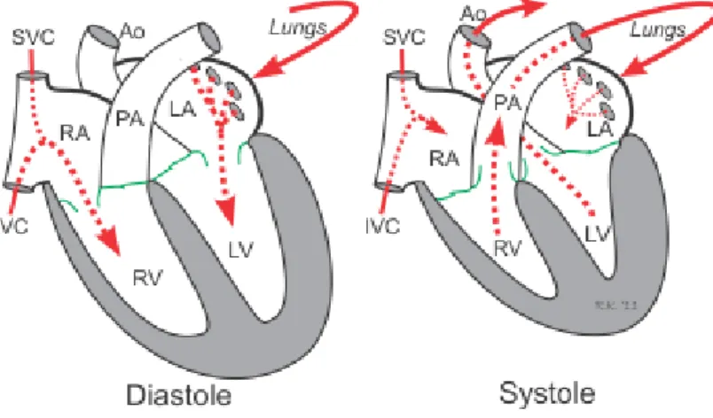 Figure 1.5 The cardiac cycle. 