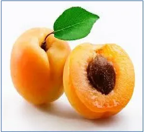 Figure 1.1 : Abricots à maturité; entier et en coupe.