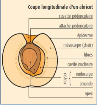 Figure I.2 : Coupe longitudinale d'un abricot  [ii.] .