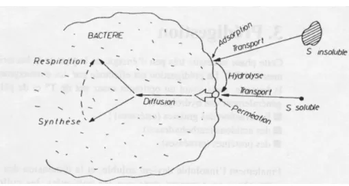 Figure 1: schéma de l'assimilation microbienne 