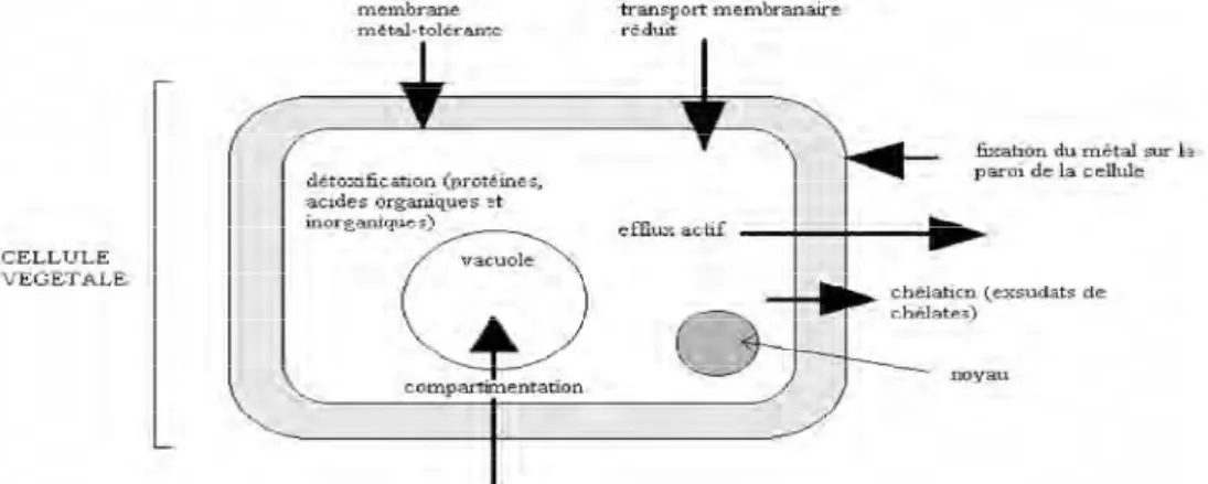 Figure  I.2 :  Mécanismes  de  transfert    et  disponibilité  des  métaux  lourds  (Bergagli, 1998) 