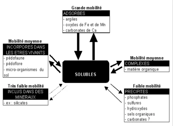Tableau II.1 : Localisation des ETM dans les sols (Juste, 1995, modifié) 