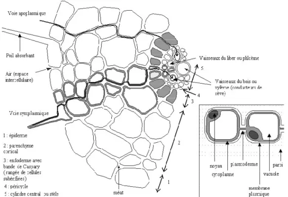 Figure  II.4  :  Transfert  des  métaux  lourds  vers  la,  racine  par  diffusion  et  par  flux  de  masse.(Bargagli,1998)