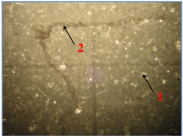 Fig. 44: joints stylolithiques au  sein d'un Biomicrite  à 