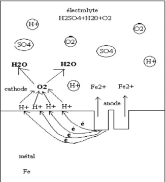 Figure I.1  Corrosion du fer dans  l’acide  sulfurique contenant de  l’oxygène  dissous [3]