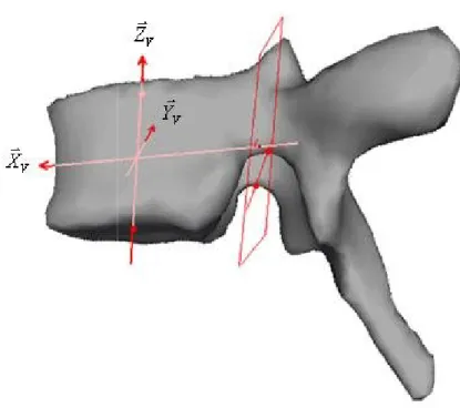 Figure II.3 Repère local vertébral [8].      