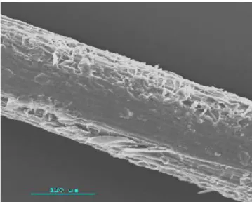 Figure  I.13: Micrographie  de fibre  de palmier  dattier  par microscope  à balayage  [19, 20] 