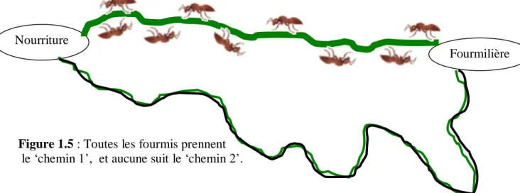 Figure 1.5 : Toutes les fourmis prennent  le ‘chemin 1’,  et aucune suit le ‘chemin 2’.
