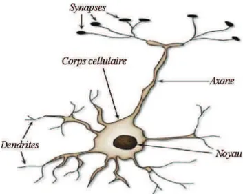Fig. IV.1. Neurone biologique. 