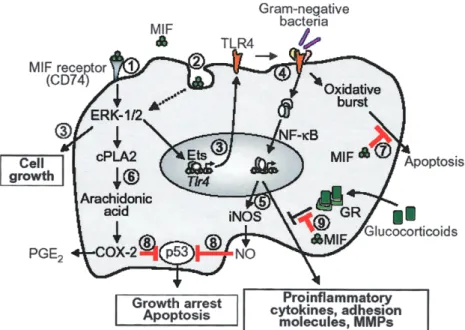 Figure 1. Mode of action of macrophage migration inhibitory factor (MIF). MIF may exert its biological effects either via the binding to a cognate receptor (1) or via a nonclassical endocytic pathway (2)