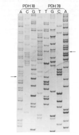 Figure 1. Direct sequence analysis of PCR-amplified exon 10 of the  E l a gene of the patient in sense (primer PDH 10) and antisense (primer PDH70) direction, using the Sequenase kit version 2.0 (USB)