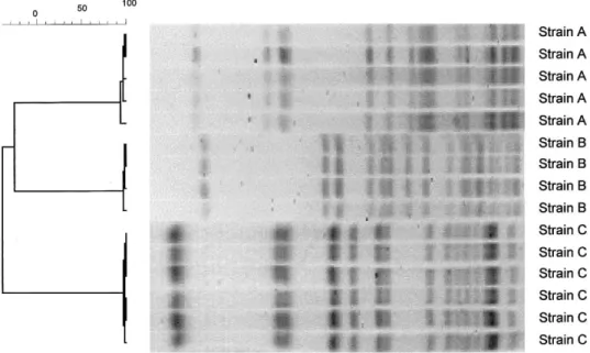 Figure 2. Banding patterns of Serratia marcescens isolated during 3 different periods, including analysis of the degree of genetic relatedness (expressed as percentages) of individual strains performed by use of GelCompar II software.