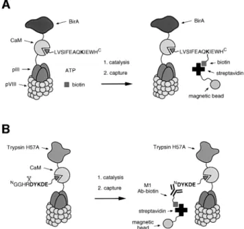 Fig. 1. Scheme for phage selection of enzymatic activity. Calmodulin- Calmodulin-binding peptides are used to anchor reaction substrates and products on calmodulin-tagged phage–enzymes