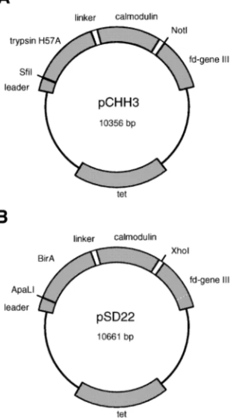 Fig. 3. Western blot analysis of enzyme–calmodulin–pIII fusion protein.