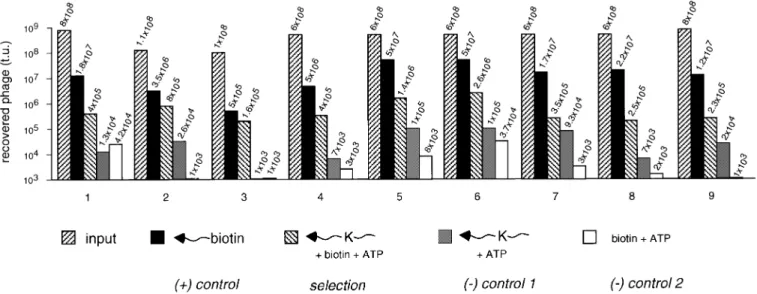 Fig. 4. Model experiments of selection for biotin ligase activity. Phage titres (input titre and titre of rescued phage) are plotted for different selection experiments
