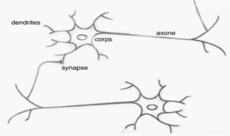 Fig. II.1  Neurone biologique    