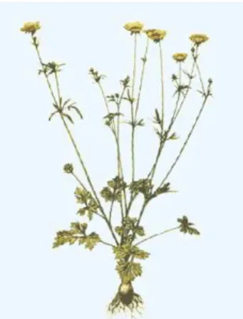 Fig 14 : Photo De La Plante Ranunculus bulbosus 