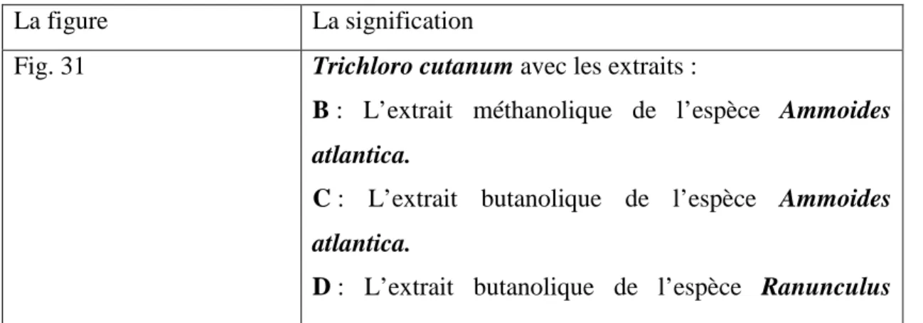 Fig. 31  Trichloro cutanum avec les extraits : 