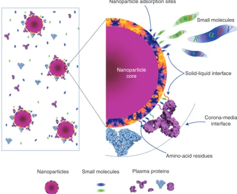 Figure 5 Illustration of the competitive adsorption of small molecules and proteins onto the surface adsorption sites of nanoparticles