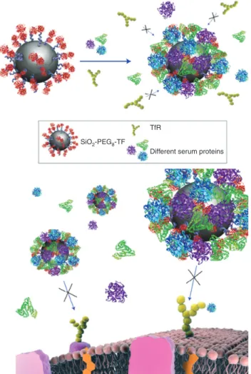 Figure 1 The biomolecule corona masks targeting ligands: Trans- Trans-ferrin-functionalised nanoparticles lose their targeting capabilities  when a biomolecule corona adsorbs on the surface