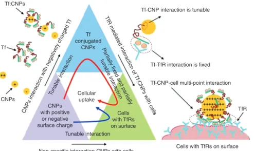 Figure 3 Schematic diagram of interaction forces acting at different stages of cellular uptake
