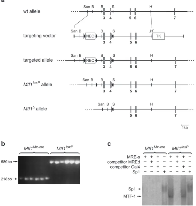 Figure 1. Deletion of Mtf1in adult mouse liver. (a) Generation of Mtf1conditional knockout mice