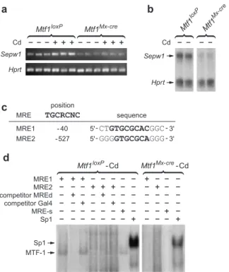 Figure 3. Cadmium response of Ndrg1 depends on MTF-1. (a) Semiquanti- Semiquanti-tative RT–PCRs for Ndrg1 mRNA using total liver RNA from pI–pC-induced male Mtf1 Mx-cre or Mtf1 loxP mice