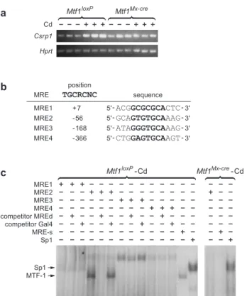 Figure 5. MTF-1 represses basal expression of Slc39a10. (a) Semiquantitative RT–PCRs for Slc39a10mRNA using total liver RNA from pI–pC-induced male Mtf1 Mx-cre or Mtf1 loxP mice