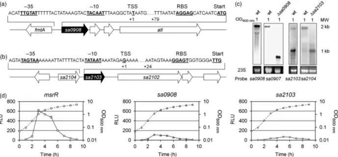 Fig. 1. Genetic organization and transcription of sa0908 and sa2103. Sequence upstream of (a) sa0908 and (b) sa2103 shown above maps of the chromosomal regions containing the ORFs
