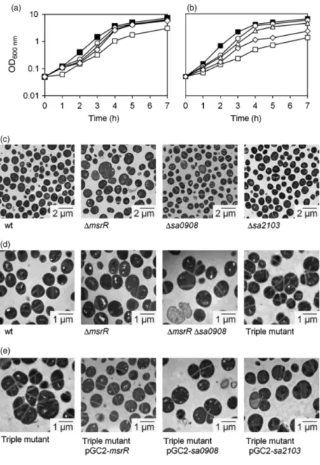 Fig. 2. Growth and TEM. (a) Growth at 37 1 C;