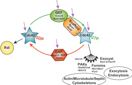 Fig. 2. The Cdc42 GTPase – its main interactions and cellular roles. Schematic representation of Cdc42 GDP/GTP cycle and interactions with downstream effectors