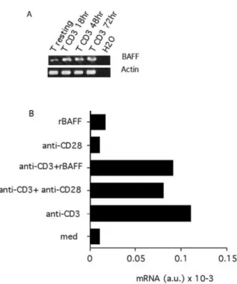 Fig. 3. BAFF expression is up-regulated following TCR±CD3 triggering. Puri®ed T cells were stimulated with coated anti-CD3 with or without co-stimulatory signals (anti-CD28 or BAFF) and total RNA subjected to RT-PCR analysis