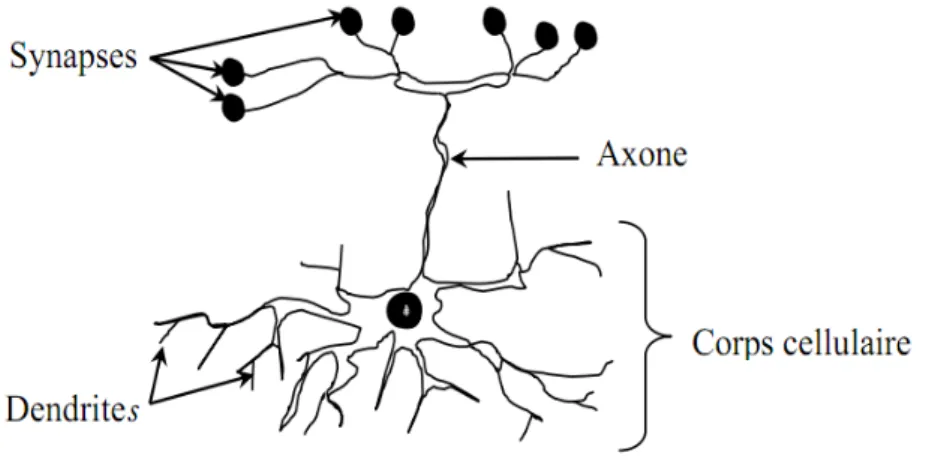 Figure II.1 : Neurone biologique 