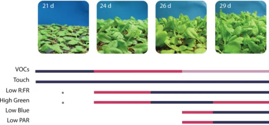 Fig. 2.  Development of Arabidopsis thaliana plants at high density (2000 plants m –2 )