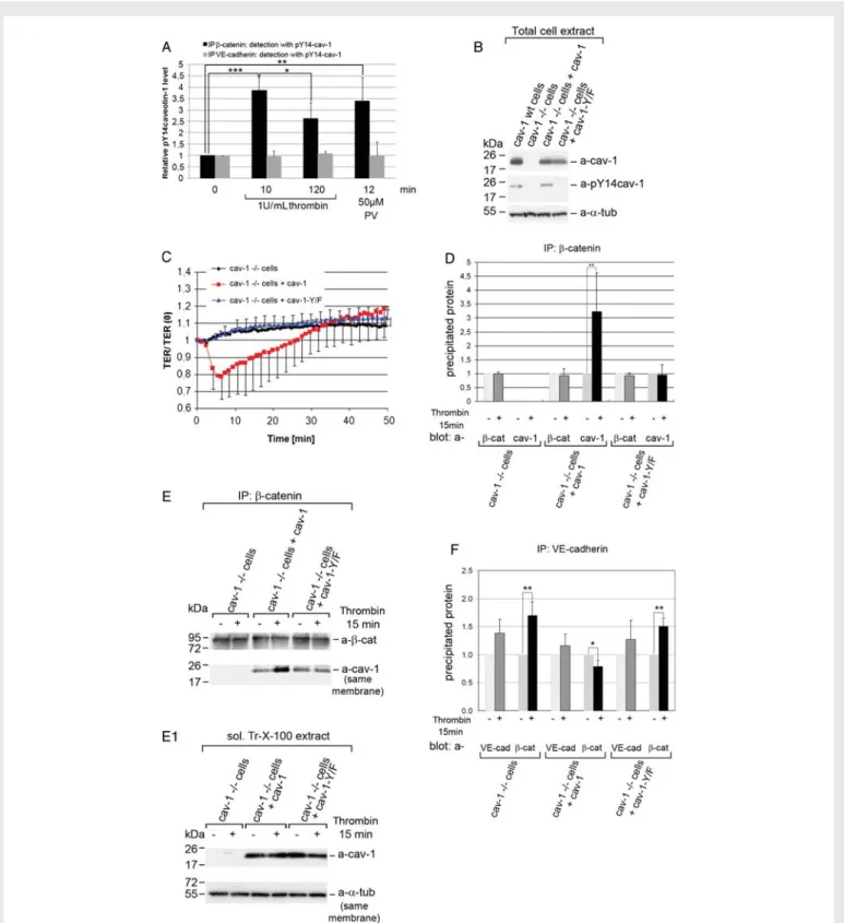 Figure 6 Phosphocaveolin-1 is required to open cell junctions in response to thrombin
