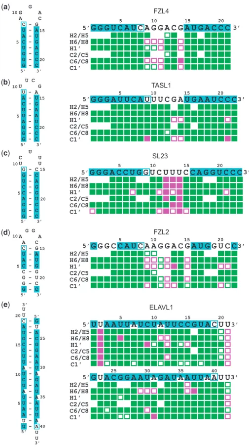 Figure 6. Assignment of ﬁve RNAs by the fully automated assignment approach using Chess2FLYA and FLYA