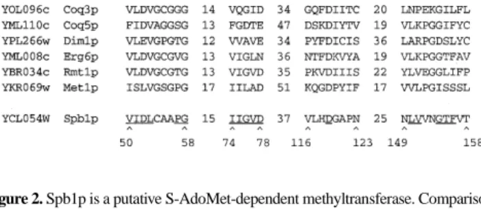 Figure 2. Spb1p is a putative S-AdoMet-dependent methyltransferase. Comparison of the characteristic methyltransferase motifs from seven different known yeast methyltransferases (46) with those found in Spb1p