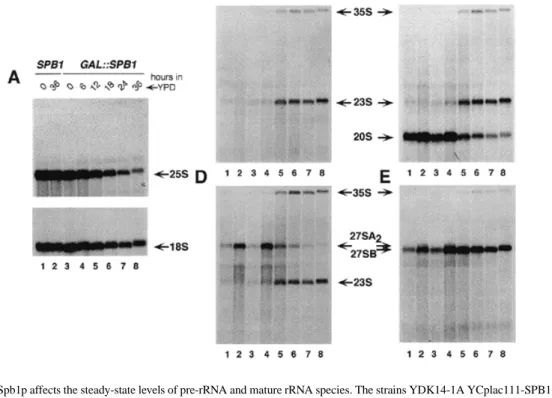 Figure 6. Depletion of Spb1p affects the steady-state levels of pre-rRNA and mature rRNA species