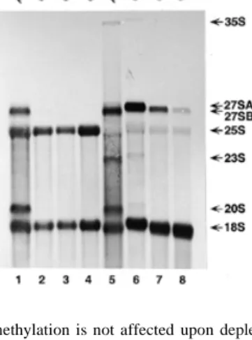 Figure 8. Depletion of Spb1p leads to higher steady-state levels of the 27SB precursors