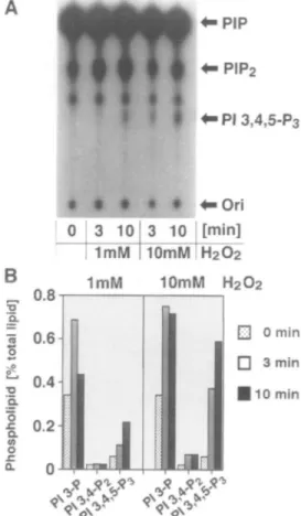 Fig. 2. Generation of 3-phosphoinosltldes in the membrane fraction of 293T cells. (A) TLC of 3-phosphoinositides