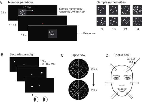 Figure 1. Paradigm and stimuli: In the main experiment ( A ), participants were presented with sample numerosities 8, 13, 21, or 34 in either the left or right visual ﬁ eld, and had to compare the sample numerosity to a match numerosity presented after a d